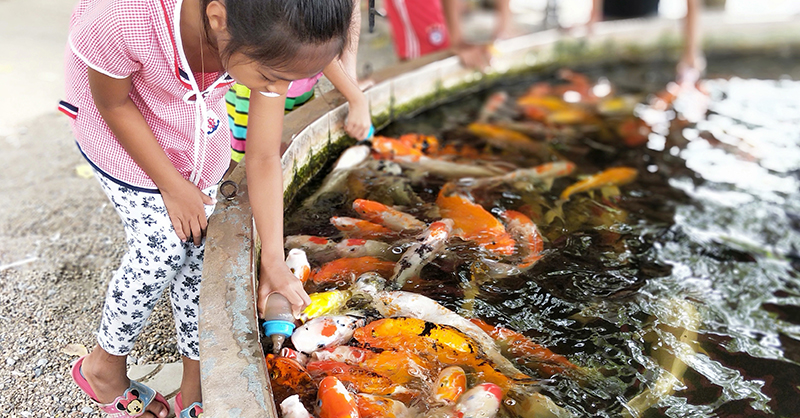 Bueng Boraphet Aquarium feeding fish