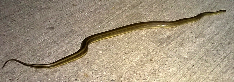 Thai-snake