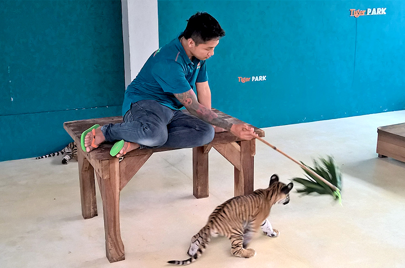 Tiger-Park-Pattaya-cub