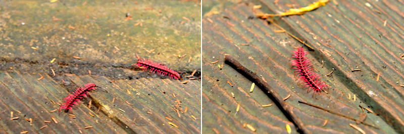huppatat-Pink-dragon-millipede